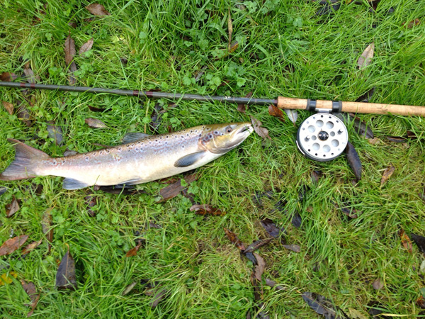 Nice trout for Steve 